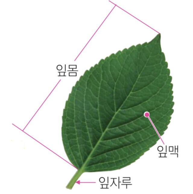 잎 - 페미위키