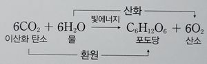 광합성 - 페미위키